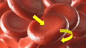 Image result for Red Blood Cell