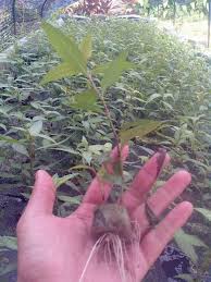 Tanpa membuang masa, jom baca tips dan cara mudah tanam pokok kesum yang telah dikongsikan mikka medina di laman facebook miliknya. Hanya Guna 3 Bahan Ini Cara Nak Tanam Pokok Daun Kesum Tanpa Guna Tanah