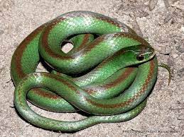 Jaeger S Ground Snake Liaphis Jaegeri Beautiful Snakes Reptile Snakes Snake