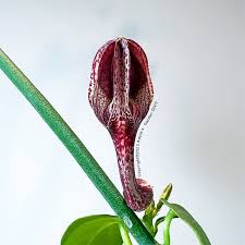 Image result for Ceropegia nilotica