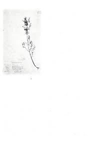 Image result for Plectranthus swynnertonii