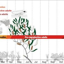 Check spelling or type a new query. Pdf A Lattice Model To Manage The Vector And The Infection Of The Xylella Fastidiosa On Olive Trees