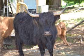 Home » scottish highlander cattle for sale. Scottish Highland Beef Cattle For Sale Classifieds For Jobs Rentals Cars Furniture And Free Stuff