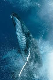 The story and underwater photography of an amazing encounter with humpback whales at the socorro islands aboard the solmar v liveaboard. Photographer Captures A Humpback Whale Fight Up Close Whale Humpback Whale Marine Animals
