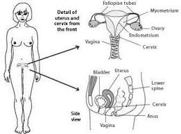 They are called endometrial cancers. Uterine Cancer Endometrial Cancer Symptoms Type And Grade Patient