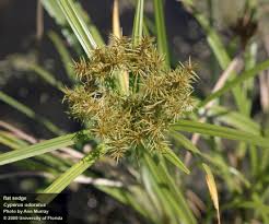 Image result for Cyperus platycaulis