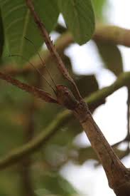 152 MEILLEURES Phasme IMAGES, PHOTOS ET ILLUSTRATIONS VECTORIELLES STOCK |  Adobe Stock