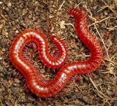 Image result for Centema subfusca