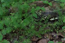 Image result for Galium simense