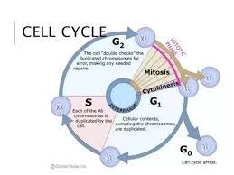 Check spelling or type a new query. In What Phase Of The Cell Cycle Do Mitosis And Cytokinesis Occur Quora