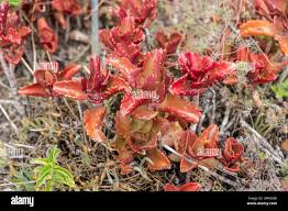 Image result for Kalanchoe sexangularis