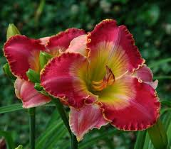 Maybe you would like to learn more about one of these? Favorite Watermarked Daylilies Of 2020