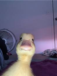 Kameraya Bakan Ordek In 2020 Cute Animal Memes Cute Memes Cute Funny Animals