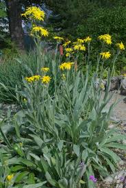 Image result for Senecio latifolius