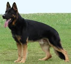 German Shepherd Black And Brown Husky This Is What My Leia Is Gonna Look Like She S A Bi Colored German Shepherd Gorgeous Black German Shepherd Dog German Shepherd Dogs German Sheperd Dogs