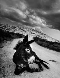 Renesoto Donkey 1997 En 2021 Animales Zoo Asnos
