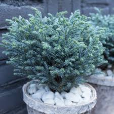 Silvery blue foliage forms a dense, upright shrub. Buy Sawara Cypress Chamaecyparis Pisifera Blue Moon Pbr 16 99 Delivery By Crocus