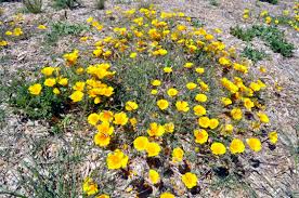 Maybe you would like to learn more about one of these? A Cyclist S Guide To The Wildflowers Of Santa Cruz Santa Cruz Museum Of Natural History