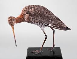 Image result for Emilia limosa