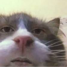 The Movie Cats 2019 Was Loosely Based Off This Image Cat Memes Cartoon Memes Animal Memes