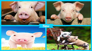 We did not find results for: Gambar Babi For Android Apk Download