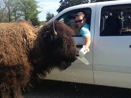 Image Result For Tennessee Safari Park Safari Park Tennessee Zoo Tennessee Vacation