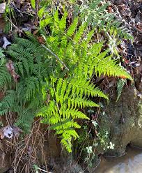 Image result for Thelypteridaceae