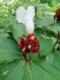 Crepe Ginger Planting Flowers Plants Flowers