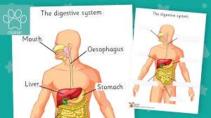 Maybe you would like to learn more about one of these? Teacher S Pet Digestive System Labelling