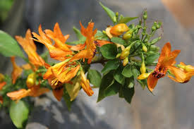 Image result for Ruttya