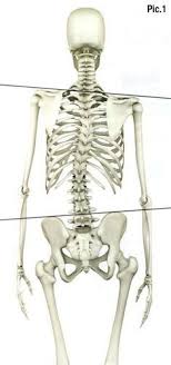 Pin On Anatomia