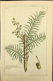 Image result for Calamus deerratus