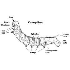 Drawing Of A Caterpillar Showing Parts