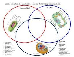 Maybe you would like to learn more about one of these? What Are The Similarities And Differences Between Plant Animal And Bacterial Cells