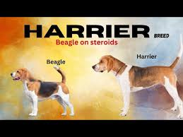 Image result for Harrier dog