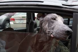 Stray Dog's Story of Misery Written on His Skin