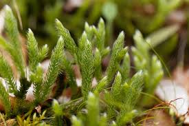 Image result for Lycopodium