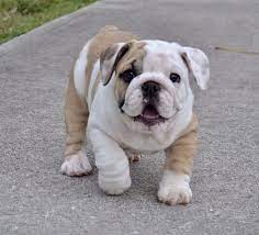 Hi Gorgeous Bulldog English Bulldog Puppies Bulldog Puppies Cute Bulldog Puppies