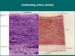 Conducting Elastic Arteries Are The Largest Arteries They Have The Highest Pressure And Have The Greatest Extensibility And Elasticity For Systole And Diastole