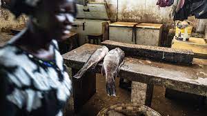 The Factories Turning West Africa S Fish Into Powder Bbc Future