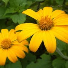 Image result for Tithonia