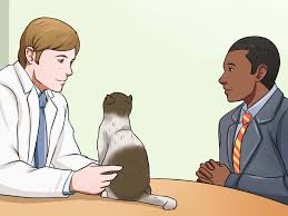 Stone breaker bladder, kidney & gall bladder stone support* dog stones* cat stones*. 3 Ways To Treat Bladder Stones In Cats Wikihow