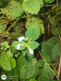 Image result for Canscora alata