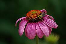 Echinacea is one of the most widely known herbal medicines in american folk herbalism. Echinacea Wikipedia