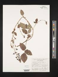 Image result for Desmodium psilocarpum