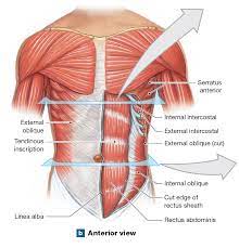 Oblique And Rectus Muscles Human Body Anatomy Muscular System Anatomy Human Body Muscles