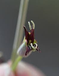 Image result for Congolanthus