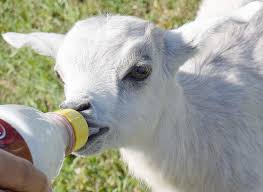 Goatvet Likes These Photos Of Rescued Kids Baby Goats Goats Totes Ma Goats