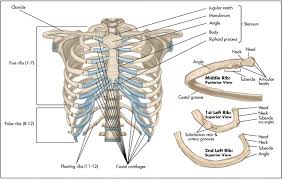 Ribs eight to ten are the false ribs and are connected to the sternum indirectly via the cartilage of the rib its action is to assist in elevation of the ribs. Surgical Anatomy Of The Chest Wall Thoracic Key