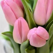Pin On Individual Cut Flowers Now Online Longacres Co Uk